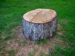 Best Storm Damage Tree Cleanup  in Ingram, TX
