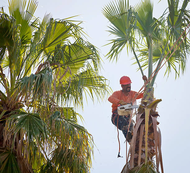 Best Arborist Consultation Services  in Ingram, TX