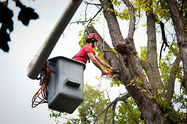 Best Fruit Tree Pruning  in Ingram, TX