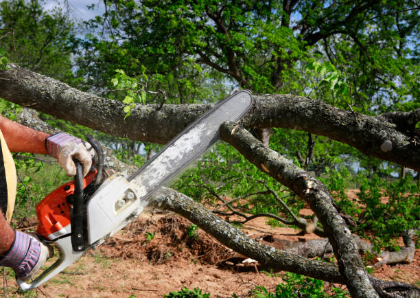Best Lawn Drainage Solutions  in Ingram, TX