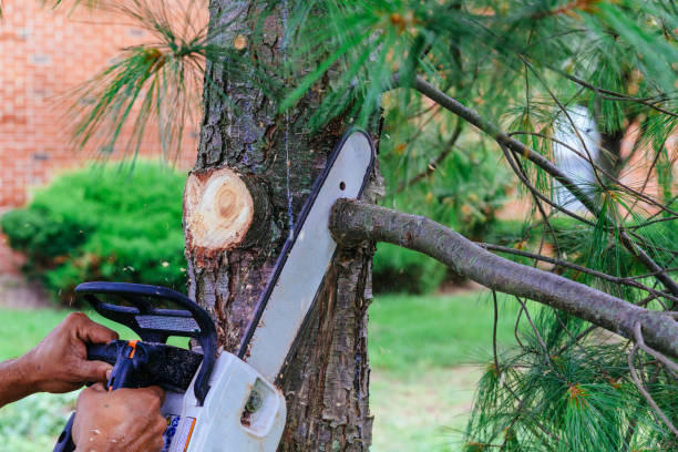 Best Tree Preservation Services  in Ingram, TX